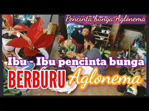 @ibupencinta .